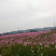 波斯菊(60天开花)