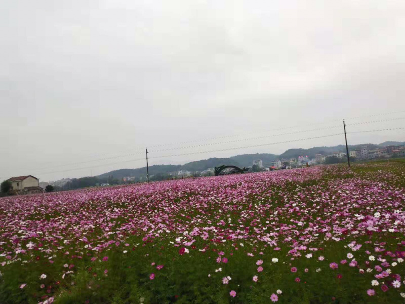 波斯菊(60天开花)