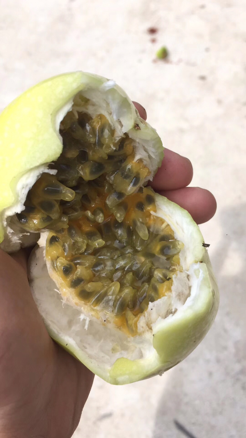 海南黄金百香果到货
