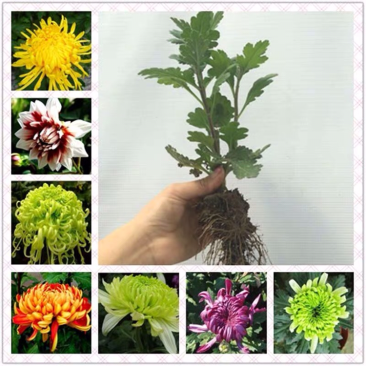 菊花菊花苗龙爪菊花苗大花菊花基地直销免费包邮
