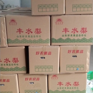 山东冠县万亩梨园一级丰水梨产地