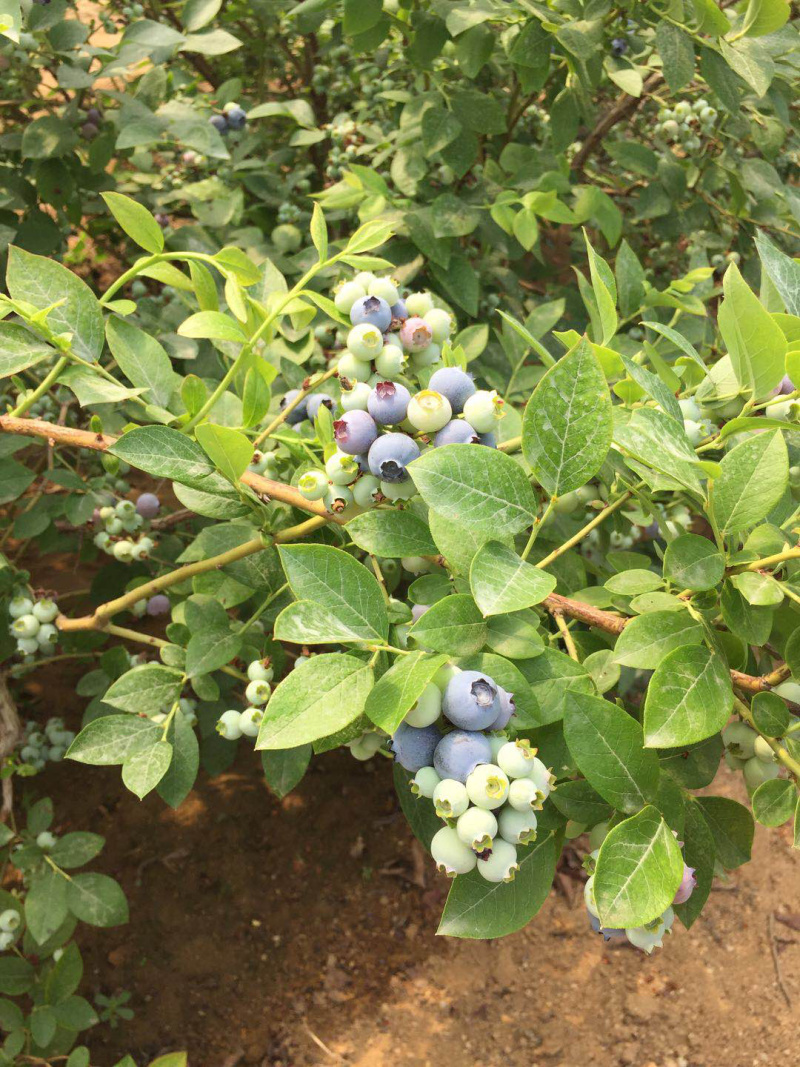 蓝莓鲜果大量上市