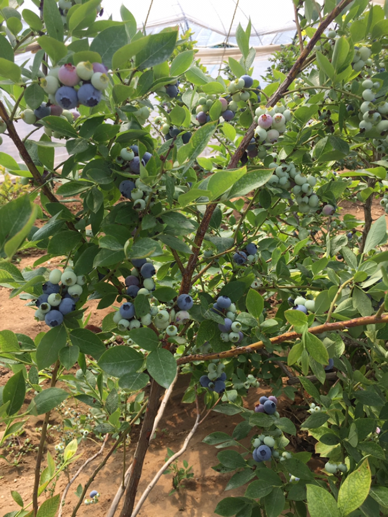 蓝莓鲜果大量上市