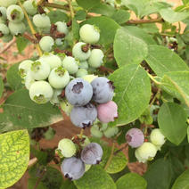 蓝莓鲜果大量上市