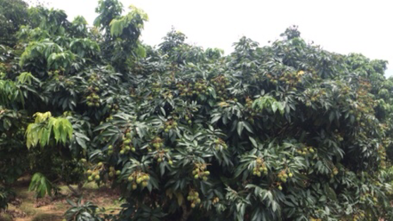 妃子笑荔枝，白糖罂荔枝，
