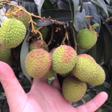 妃子笑荔枝，白糖罂荔枝，