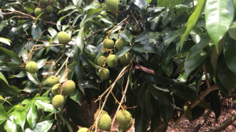 妃子笑荔枝，白糖罂荔枝，