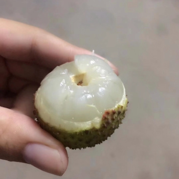 灵山妃子笑