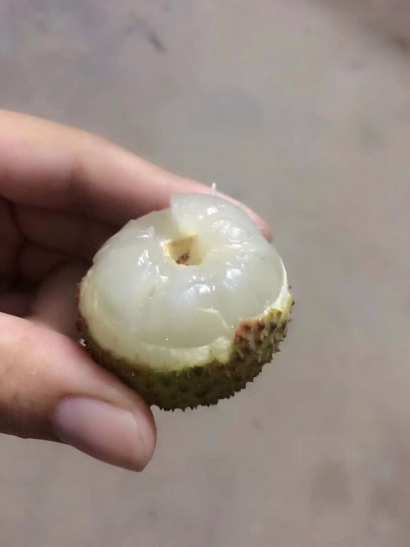 灵山妃子笑