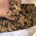 干白芨，个子，统货，选货