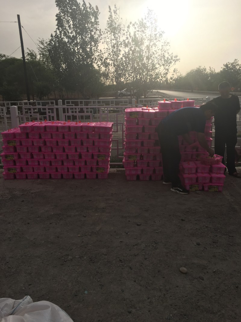 新疆库车小白杏地理标志产品果园直供现摘现发