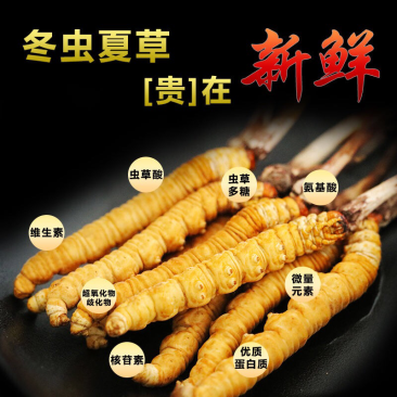 干虫草
