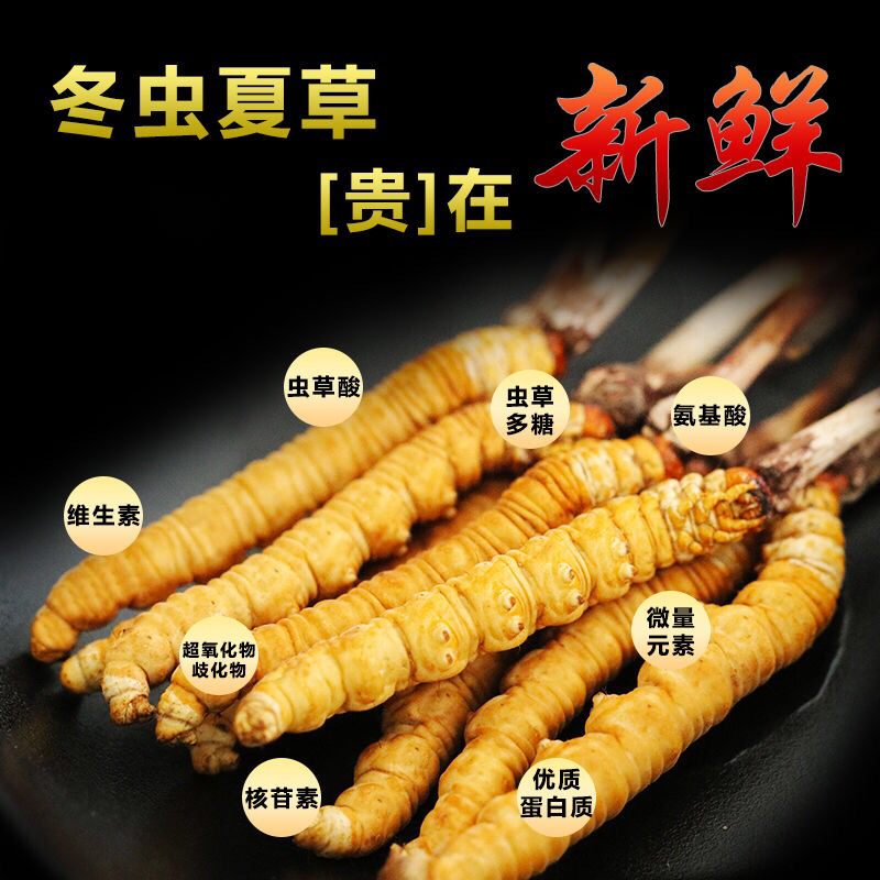 干虫草