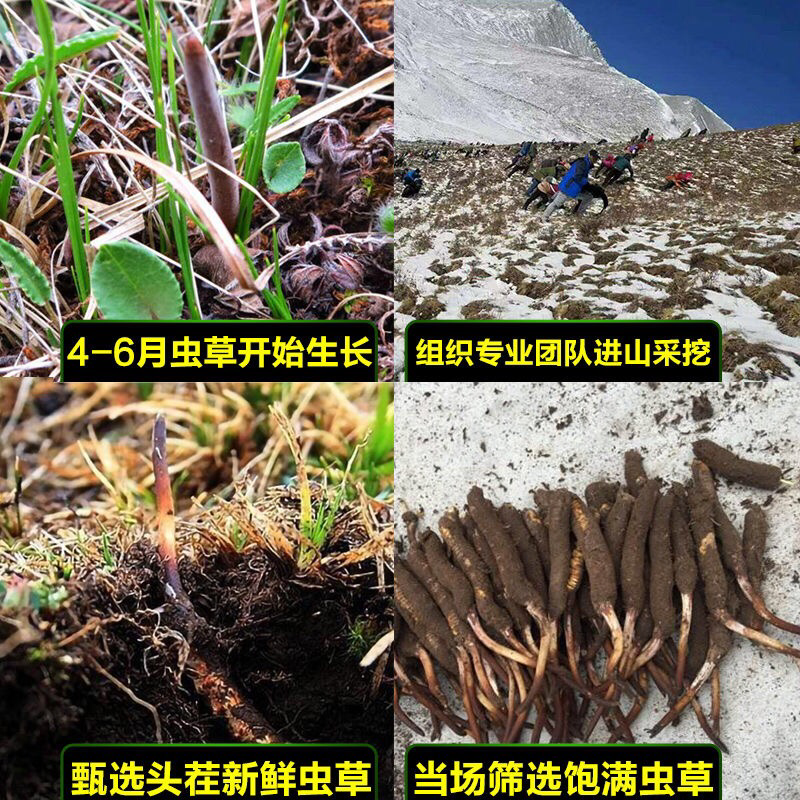 干虫草
