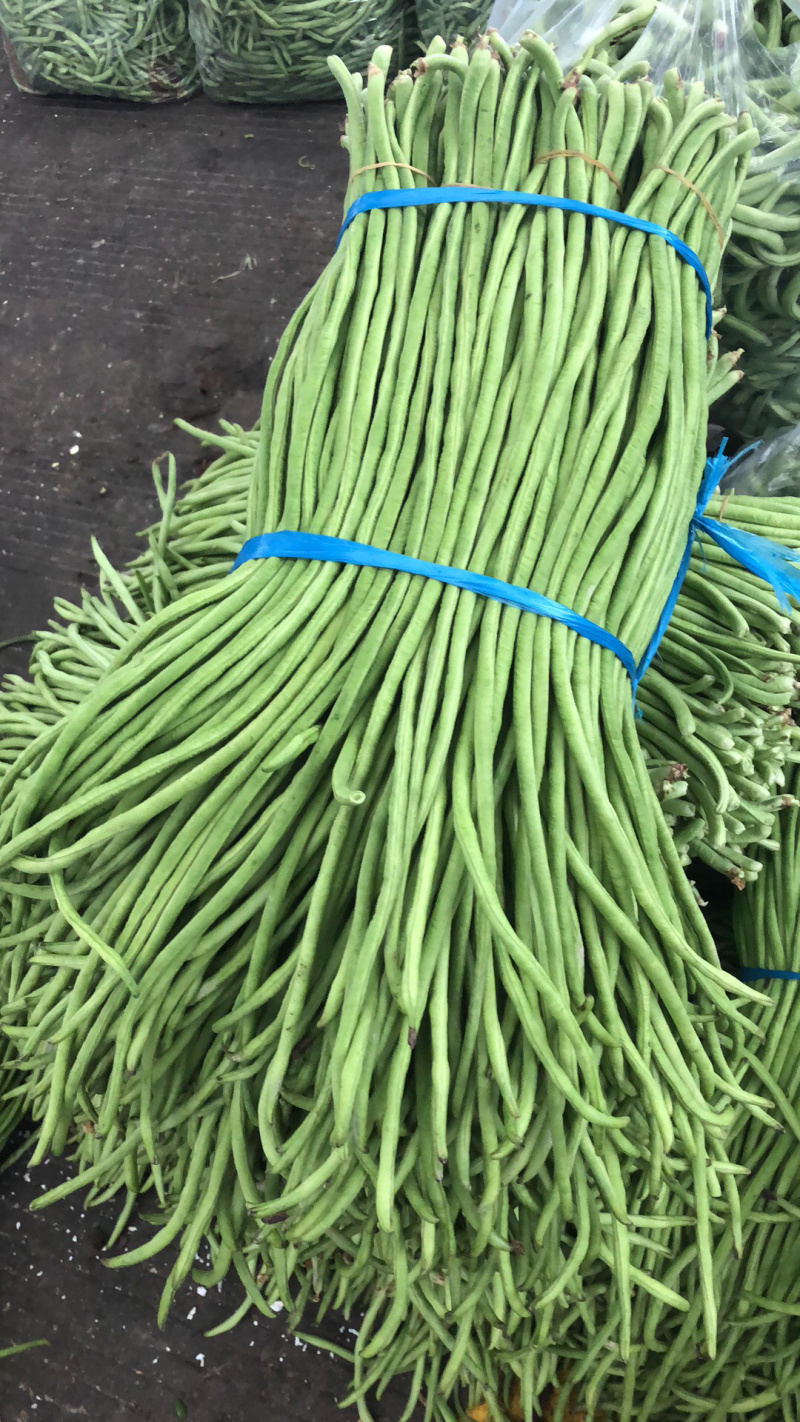 长豆角，丽水精品缸豆，新鲜刚刚上市，60公分长