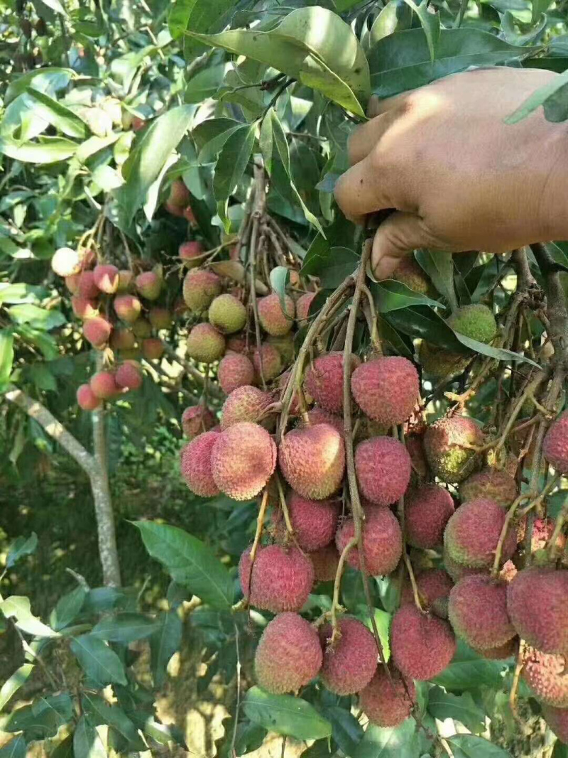 灵山妃子笑