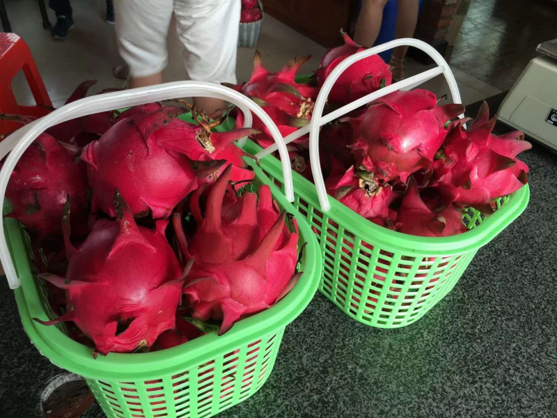 红心火龙果