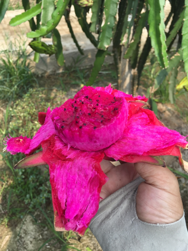 红心火龙果