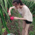 红心火龙果