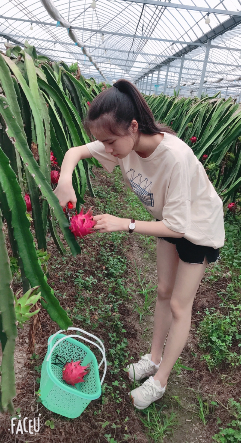 红心火龙果