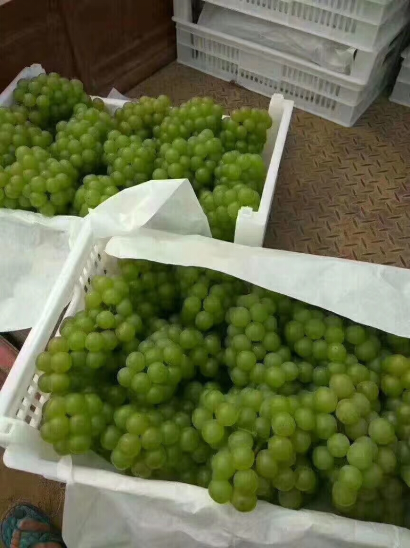 青无核8611大量上市了，可走罐头厂，可走商品果，颗粒大