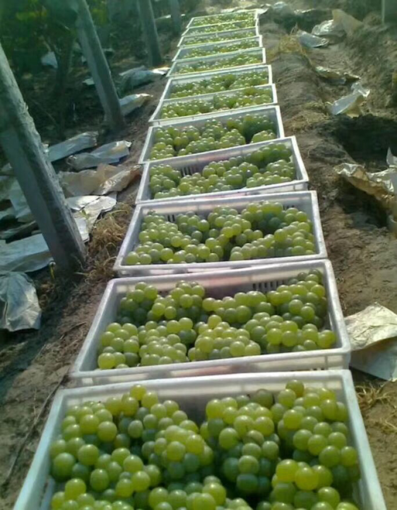 青无核8611大量上市了，可走罐头厂，可走商品果，颗粒大