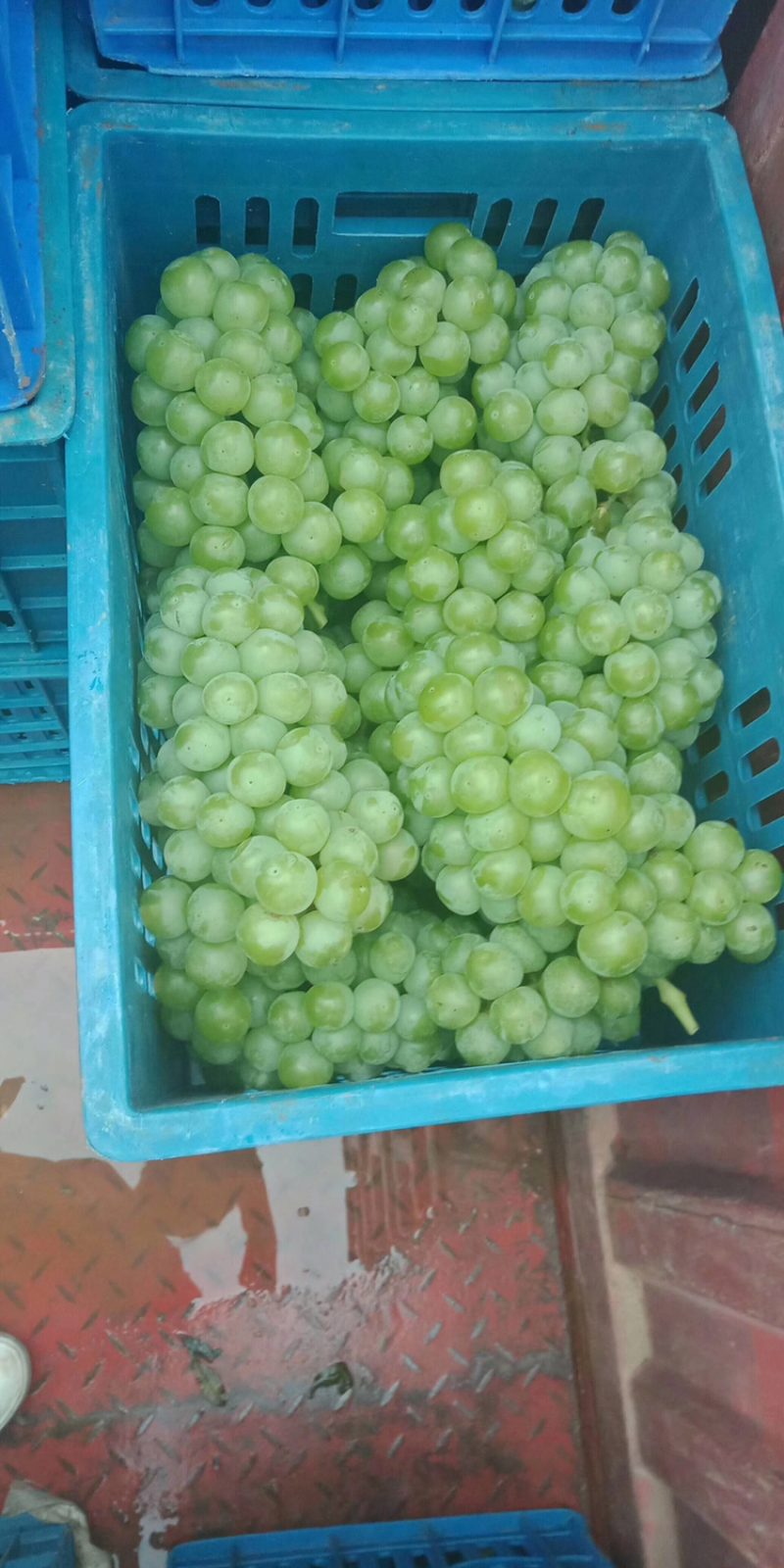 青无核8611大量上市了，可走罐头厂，可走商品果，颗粒大