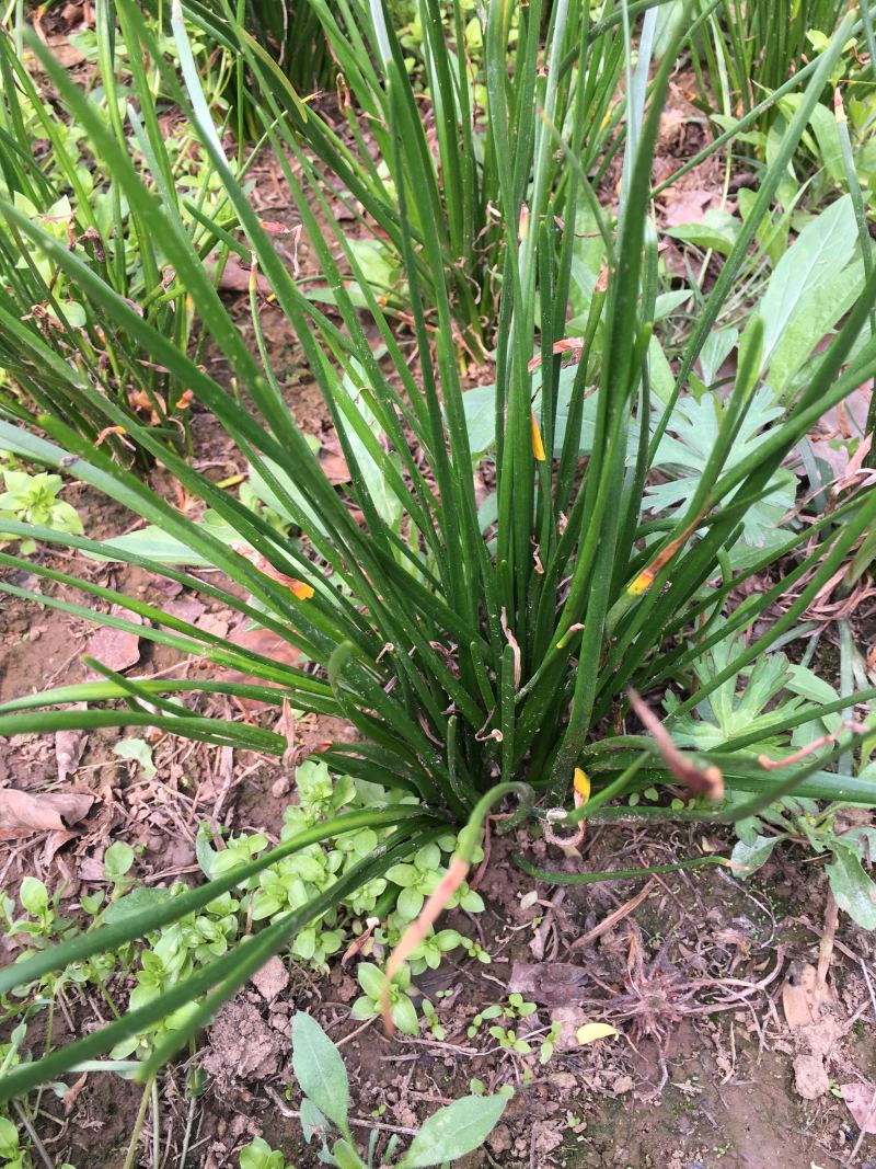 大量供应葱兰花、