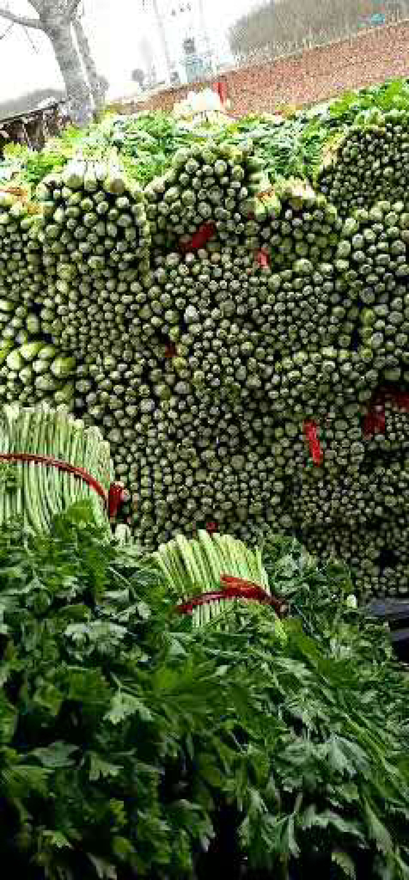 芹菜，量大