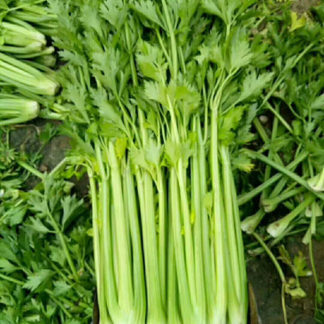 芹菜，量大