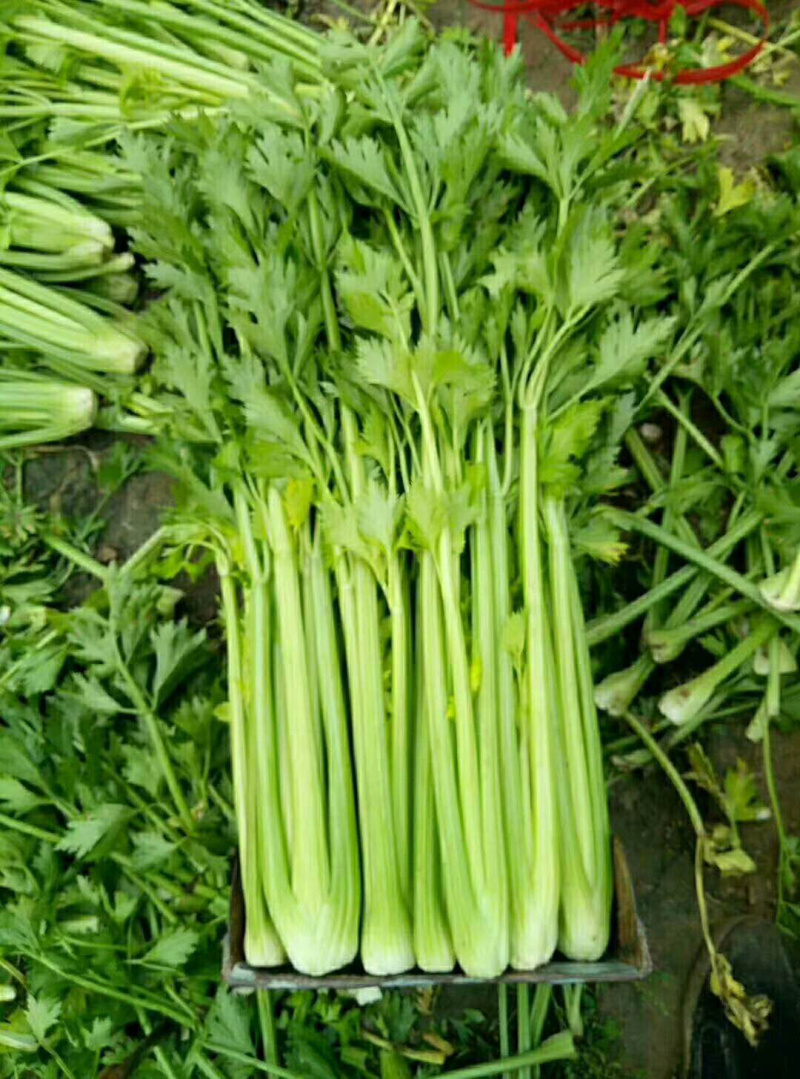 芹菜，量大