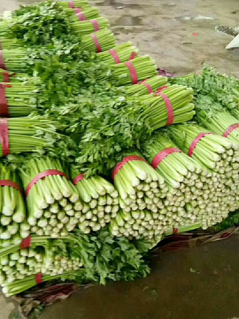 芹菜，量大
