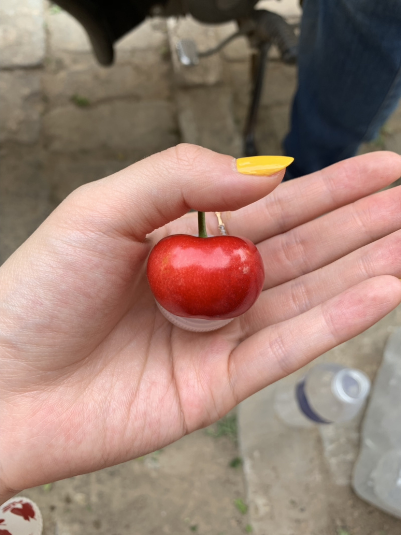 水果樱桃