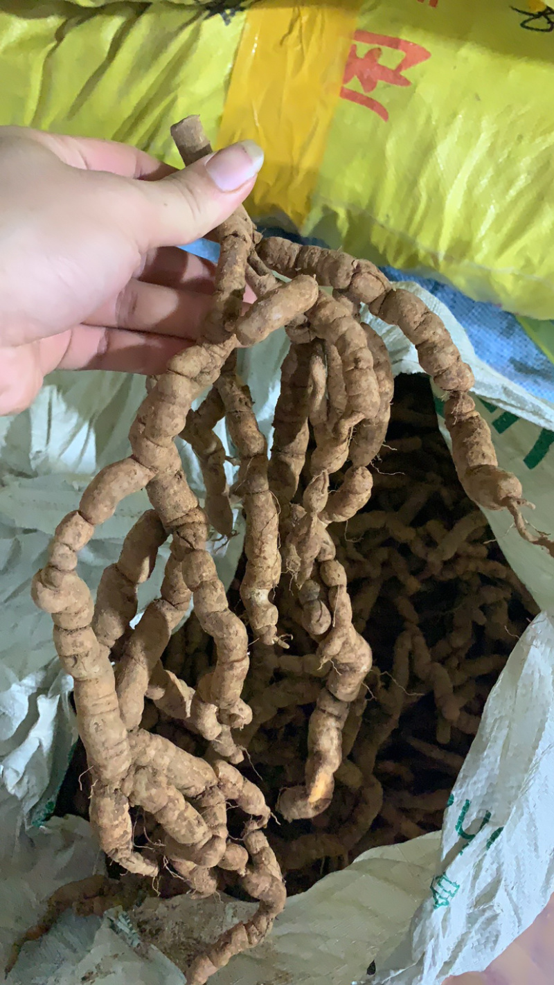 新鲜巴戟天鸡肠凤鸡肠薯巴戟