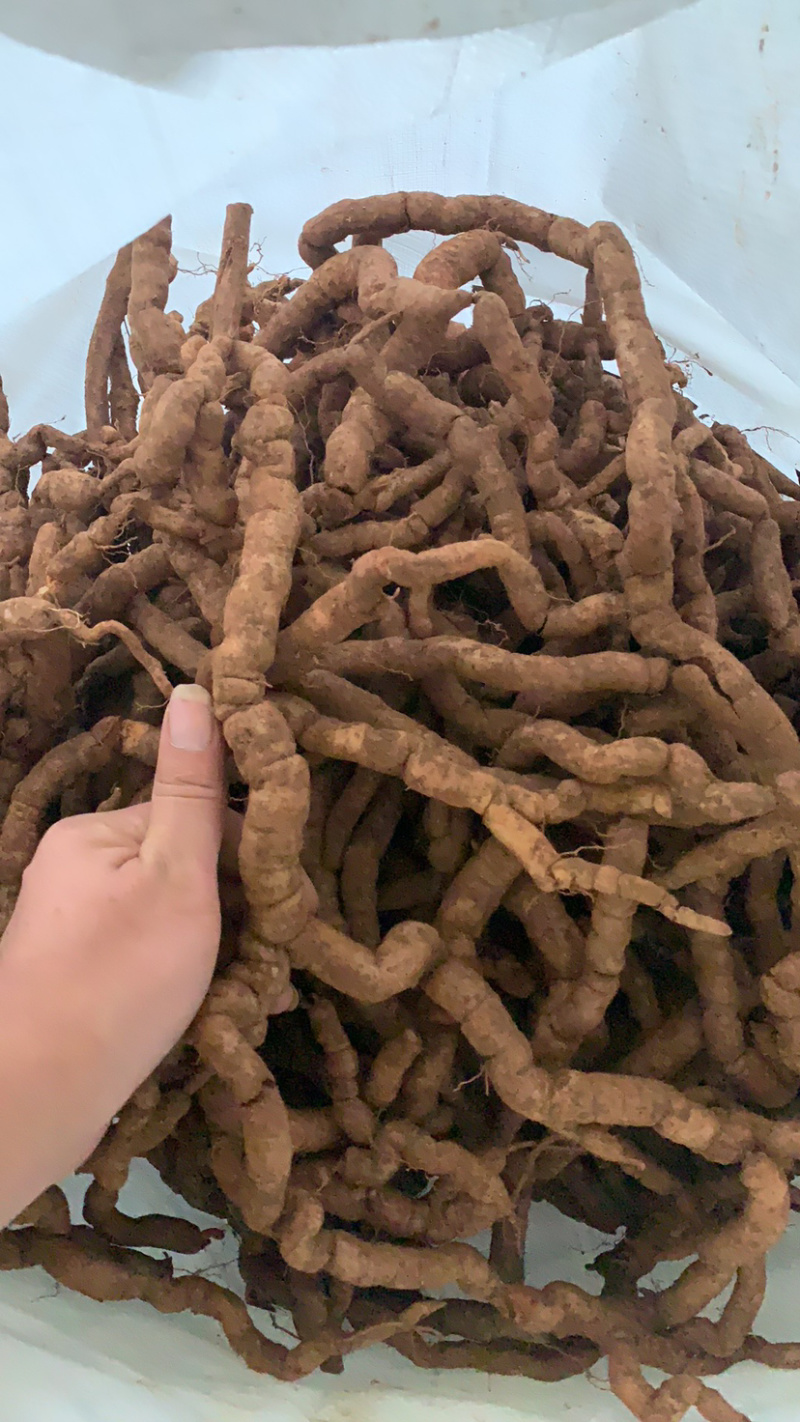 新鲜巴戟天鸡肠凤鸡肠薯巴戟