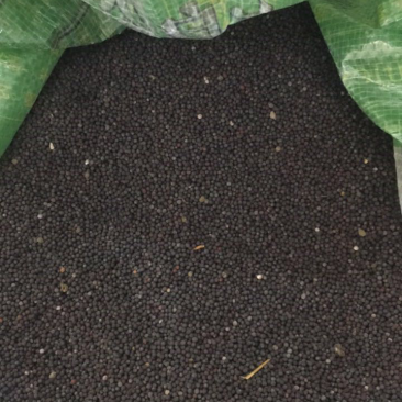 温州/玉环盘菜种子盘菜基地自用种子提供种植技术指导