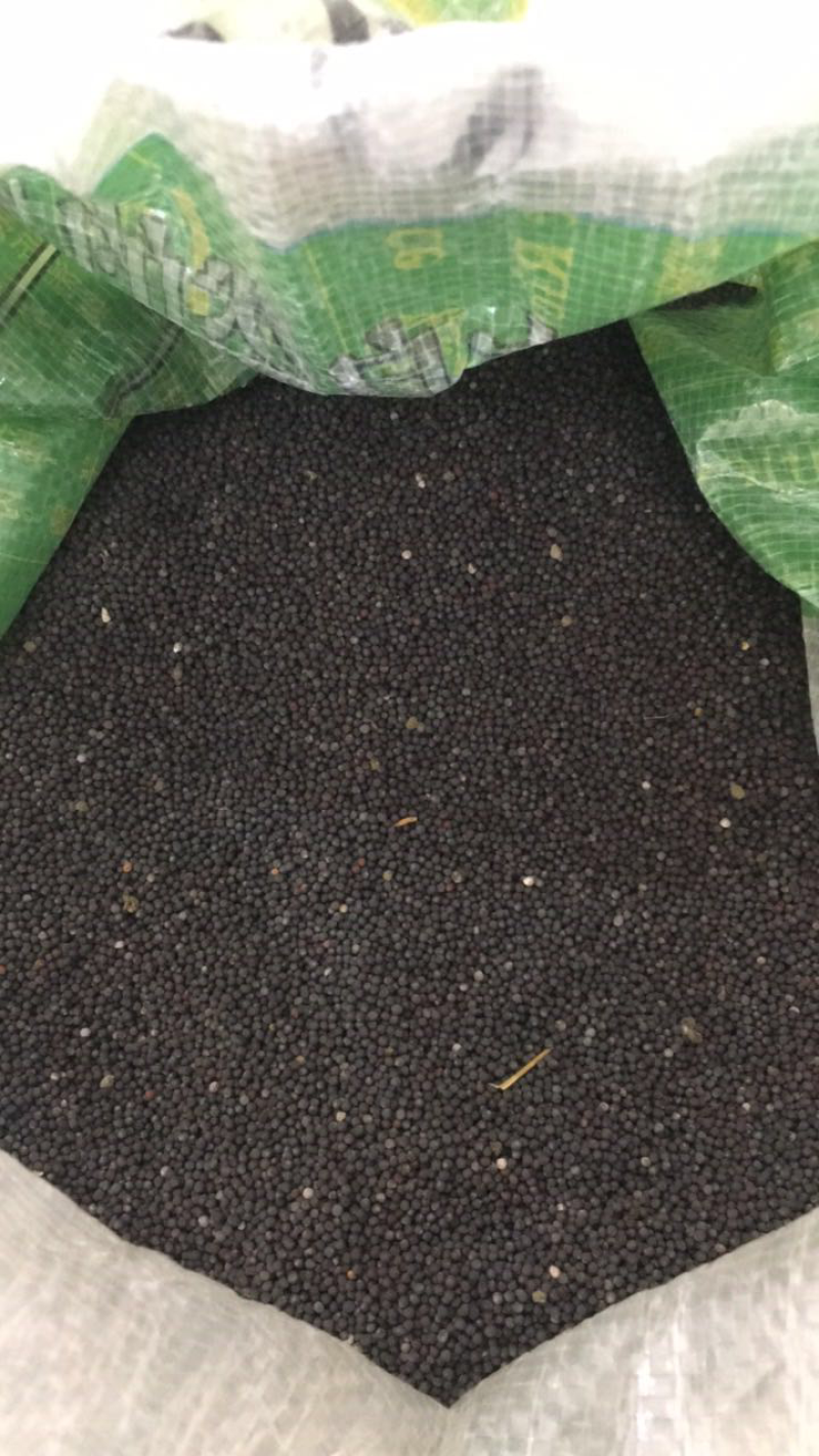 温州/玉环盘菜种子盘菜基地自用种子提供种植技术指导