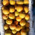 河北辛集特产大量麦黄杏上市，需要的老板联系我