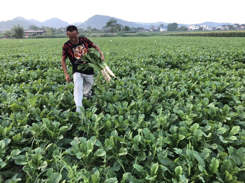 板叶、花叶厚皮精品白萝卜