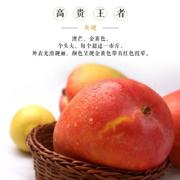 澳芒