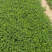 《包对版》北京菊陶菊香菊金丝皇菊婺源皇菊等