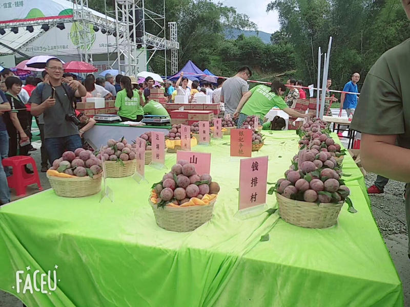 银妃三华李一件代发。网红带货平台供应超市供应