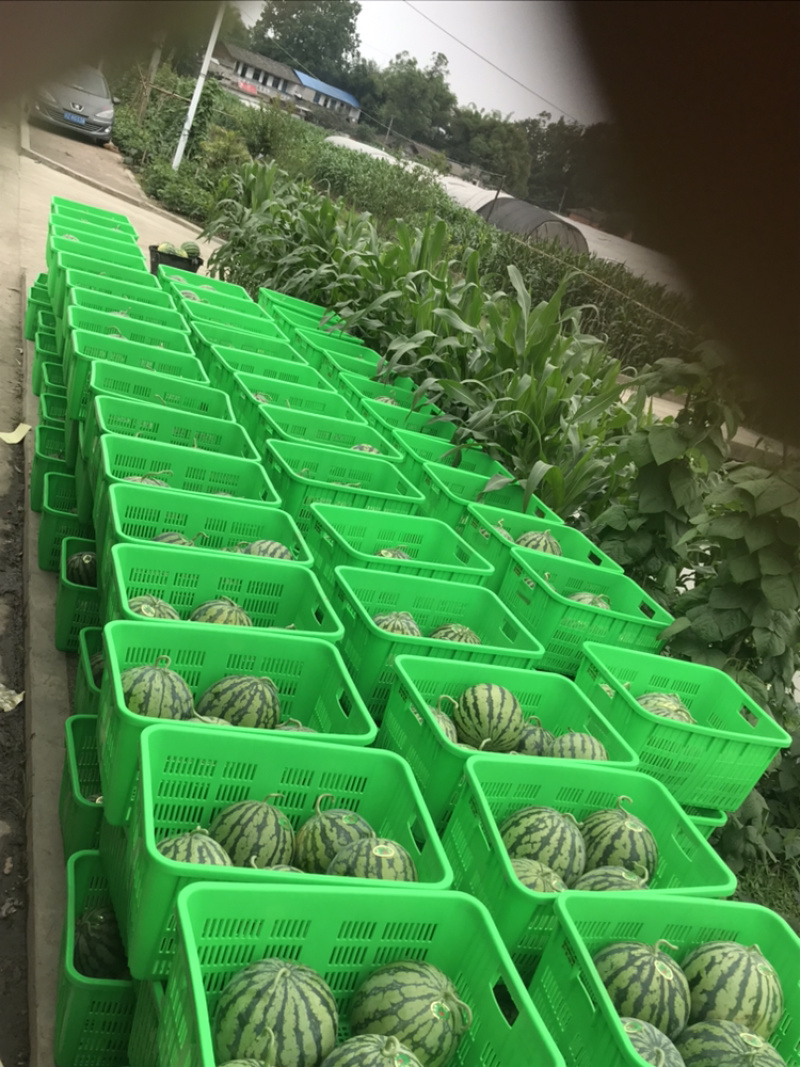 大量供应精品直生苗美都西瓜货源充足专业产地代办欢迎联系