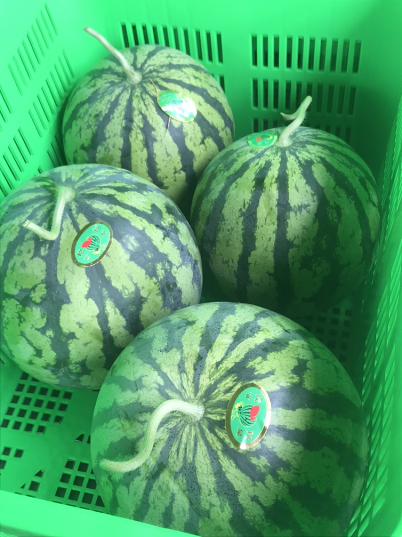 精品美都，精品8424西瓜