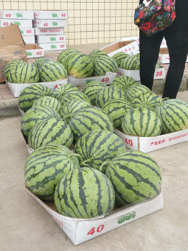 精品美都，精品8424西瓜