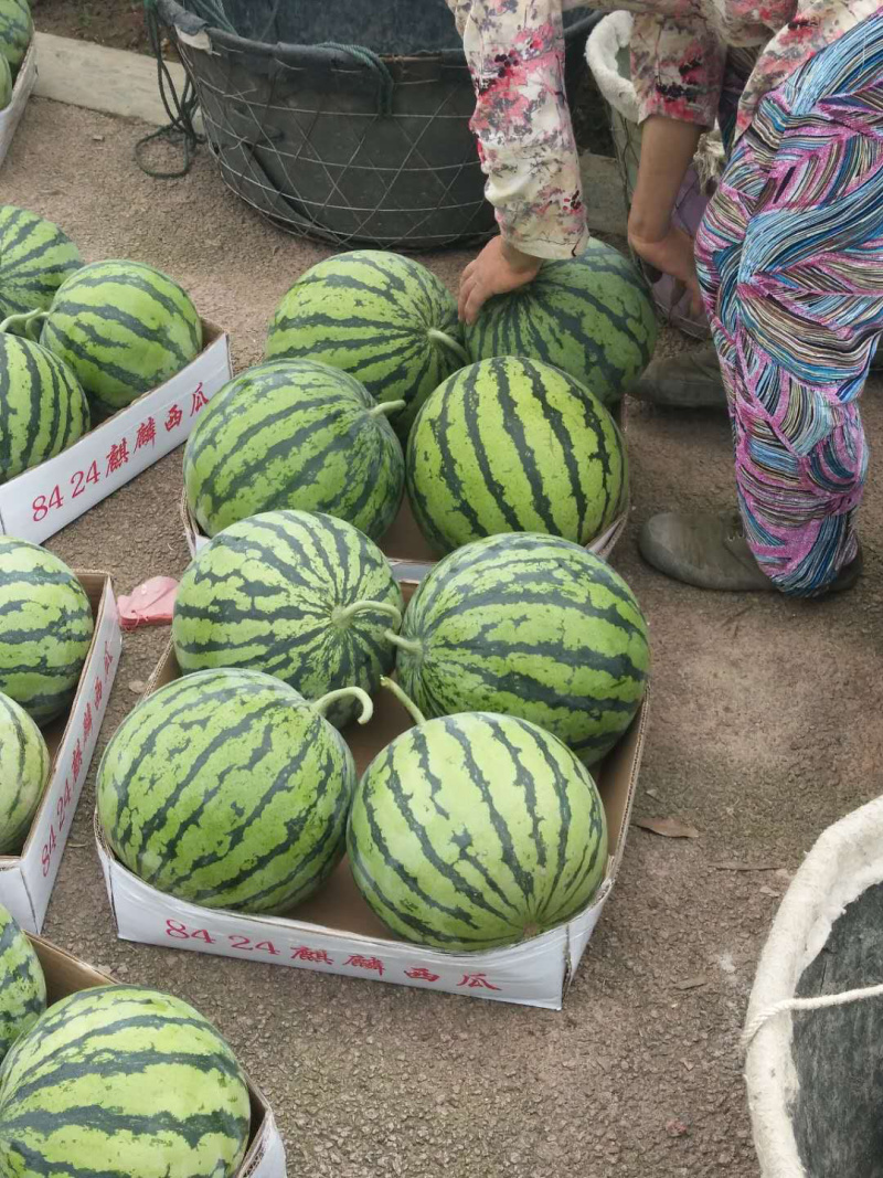精品美都，精品8424西瓜