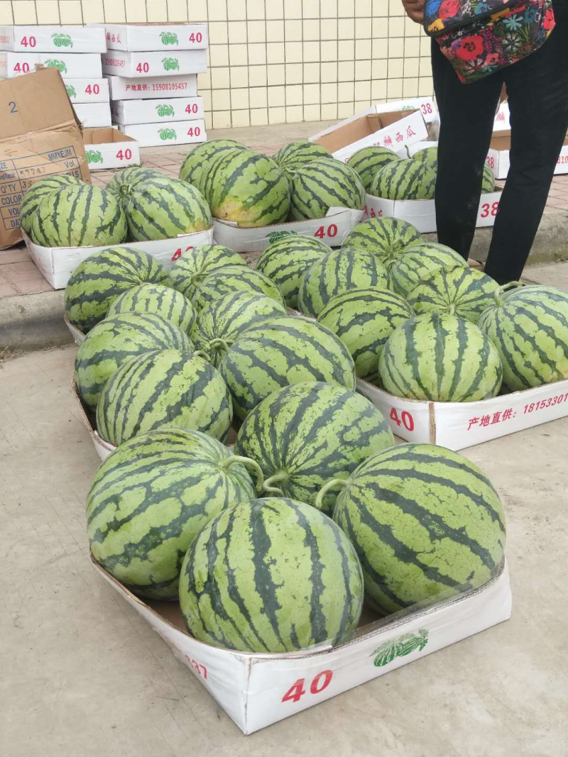 精品美都，精品8424西瓜