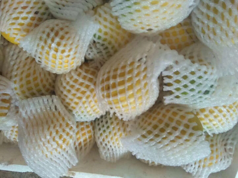 进口黄晶果苗黄金果苗雅美果加蜜蛋黄果苗品种纯正保证