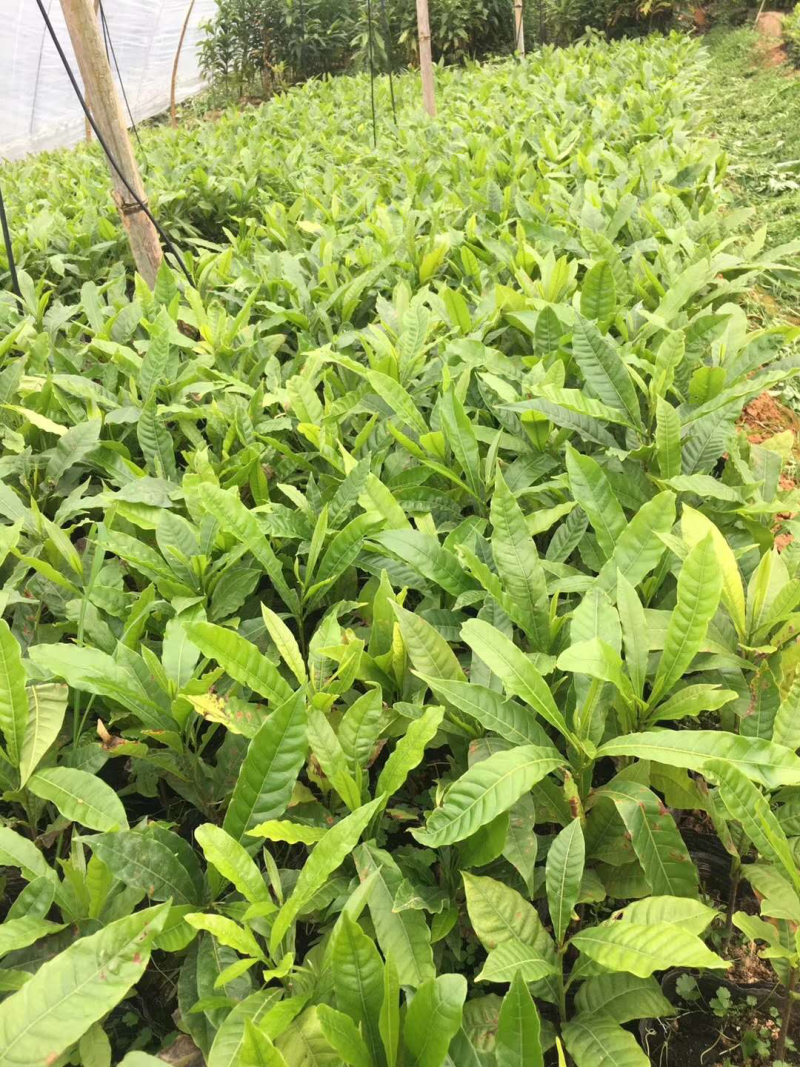 进口黄晶果苗黄金果苗雅美果加蜜蛋黄果苗品种纯正保证