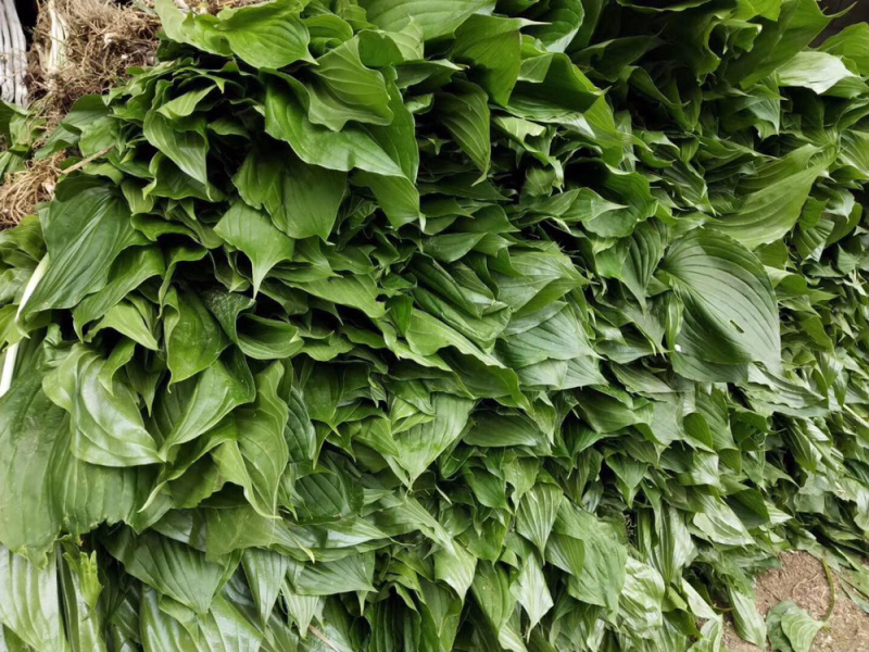玉簪，紫玉簪，金边玉簪，花叶玉簪，全国邮寄。